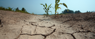 Low angle view of cracked dry earth with a few young corn plants, under a clear blue sky.