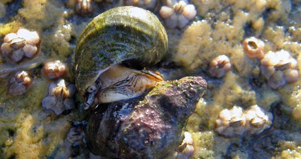 Bulletin 1-2015, Ocean acidification © Susannah Anderson.jpg