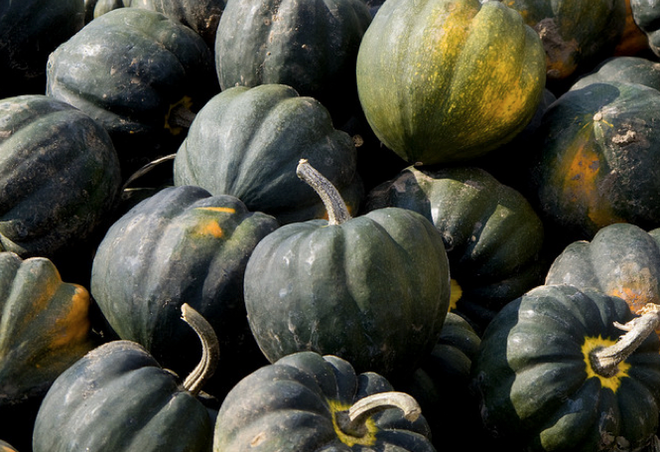 The 2014 drought destroyed 80% of squash harvests in Tonga (Photo: Gary J. Wood/Flickr)