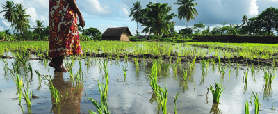 A woman in a red shirt and patterned skirt walks through a rice field. The sky is partly cloudy, and a small hut and palm trees are visible in the background.