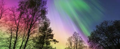 Northern lights display vibrant colors of green, pink, and purple in the night sky above silhouetted trees.