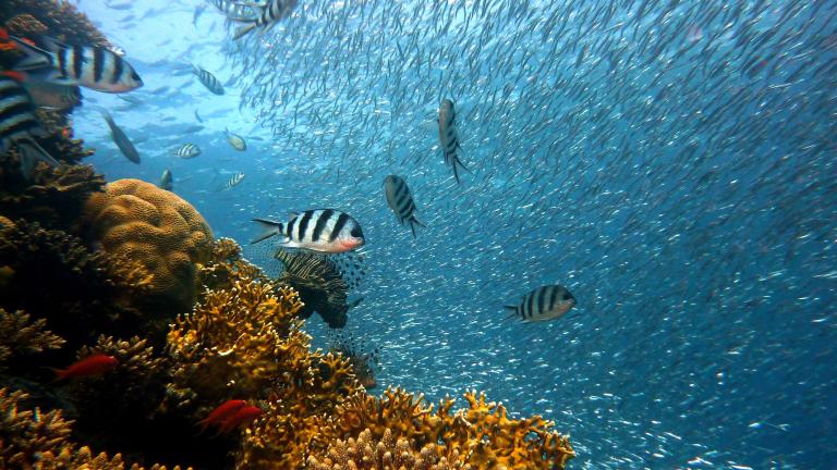 underwater photo of fishes and corals