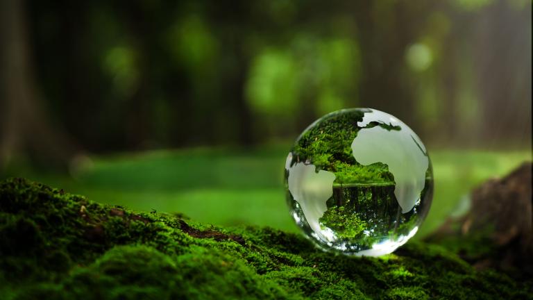 A globe sitting on top of moss in a forest.