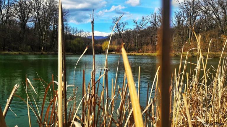 A lake with reeds in the foreground, surrounded by bare trees under a partly cloudy sky. Distant mountains are visible in the background.