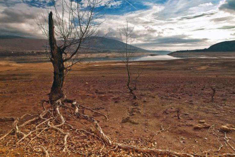 trees on a dry soil