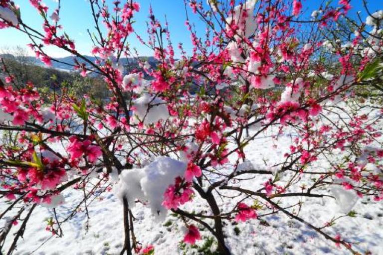 Snowballs in a tree