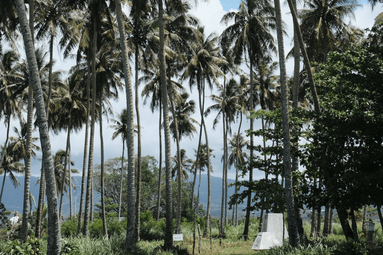 Trees with the sea in the back