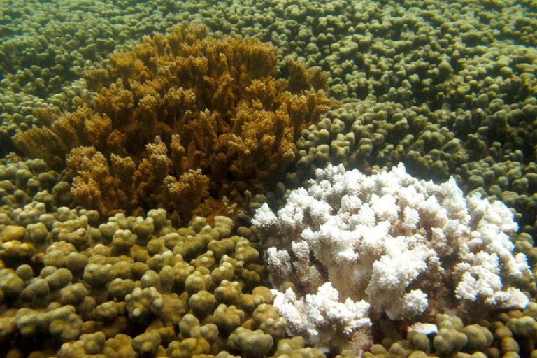 A group of corals on the surface of the ocean.