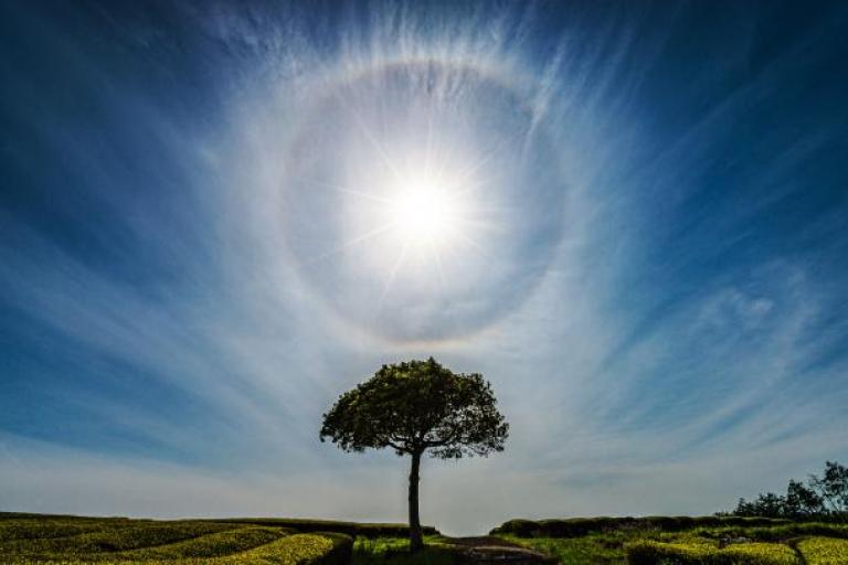 A lone tree in the middle of a field.