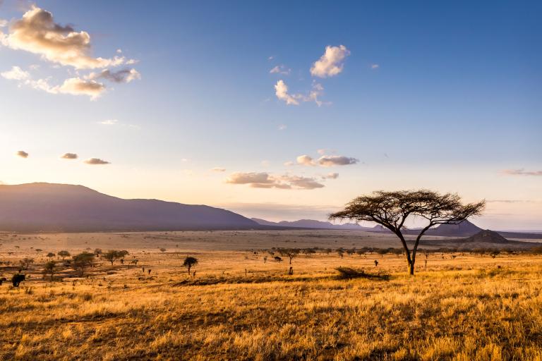 A lone acacia tree in the savannah at sunset.