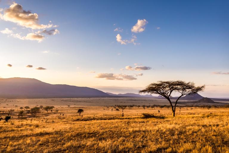 A lone acacia tree in the savannah at sunset.