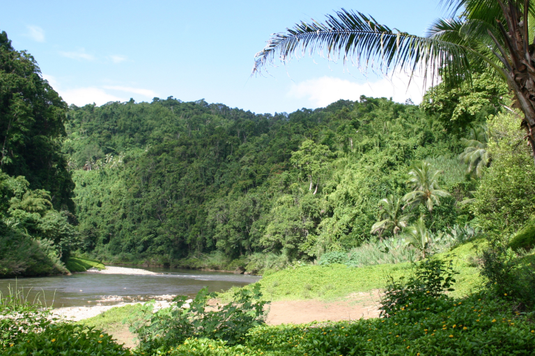 A river running through a lush green forest.