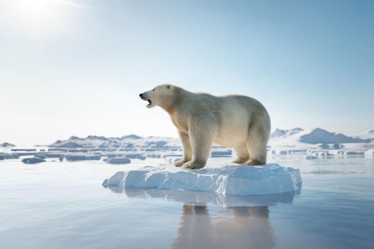 A polar bear standing on an ice floe.