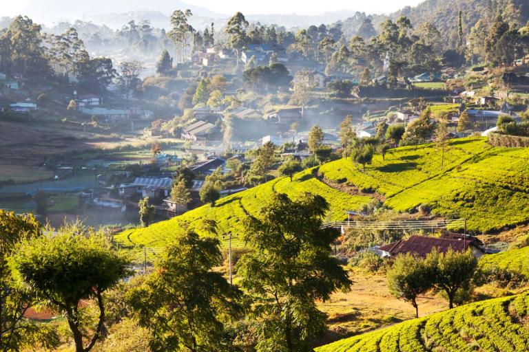 A view of a tea plantation in sri lanka.