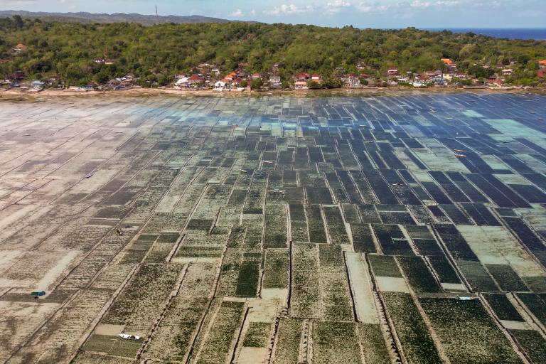 Aerial view of an expansive aquaculture farm with rectangular ponds, near a coastal community and surrounded by lush greenery.