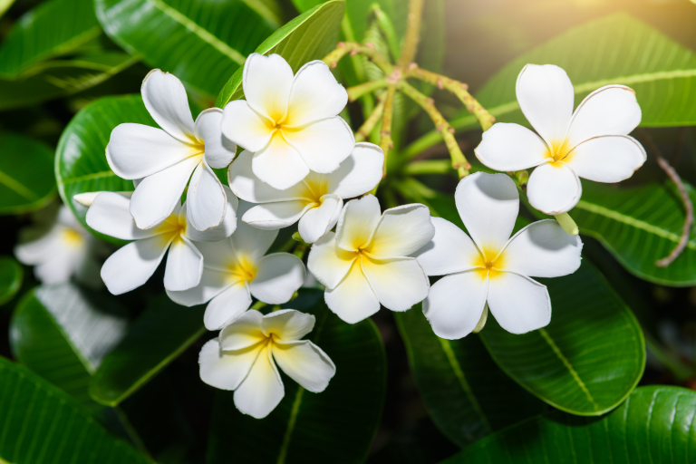 A cluster of white and yellow plumeria flowers in full bloom amidst vibrant green foliage, in presence of sunlight.