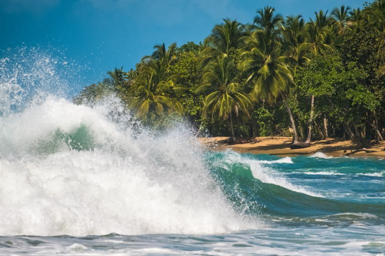 A large wave breaking on a tropical beach with dense palm trees in the background under a clear blue sky.