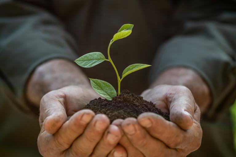 Hands holding a small plant seedling with soil, symbolizing growth and nurturing.