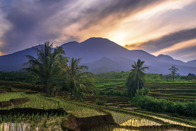 A scenic view of terraced rice fields with palm trees in the foreground and a mountain range under an illuminated, cloudy sky in the background.