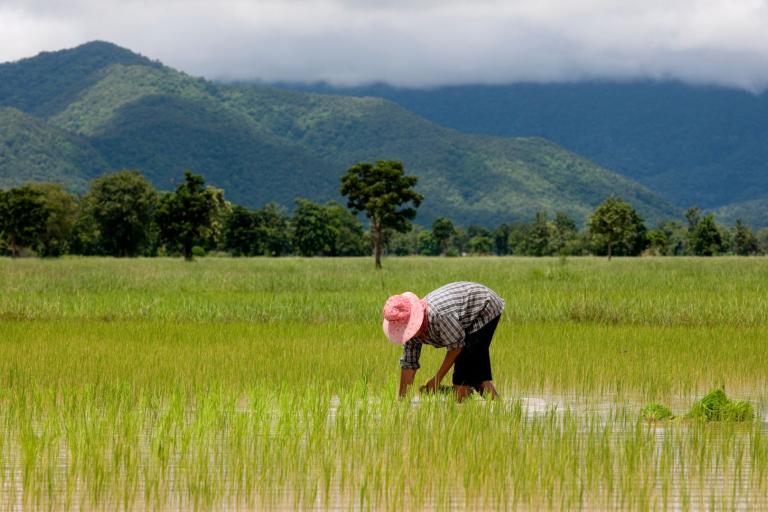 A person in a striped shirt and pink hat bends over to work in a flooded rice field, with green mountains and cloudy skies in the background.