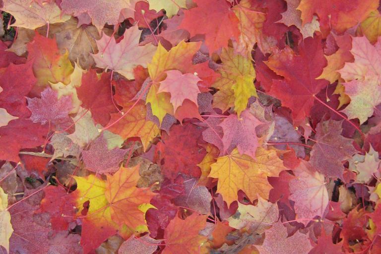 A dense layer of colorful autumn maple leaves in shades of red, orange, and yellow covers the ground.