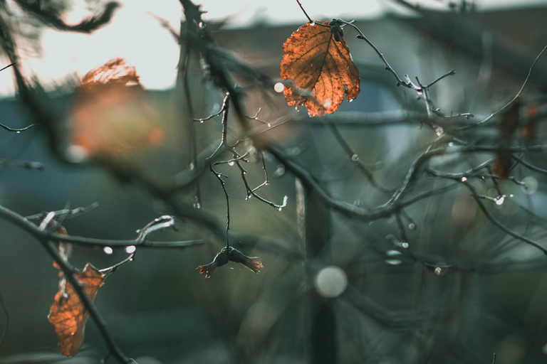 Dried leaves hanging on bare branches with droplets of water, blurred background.