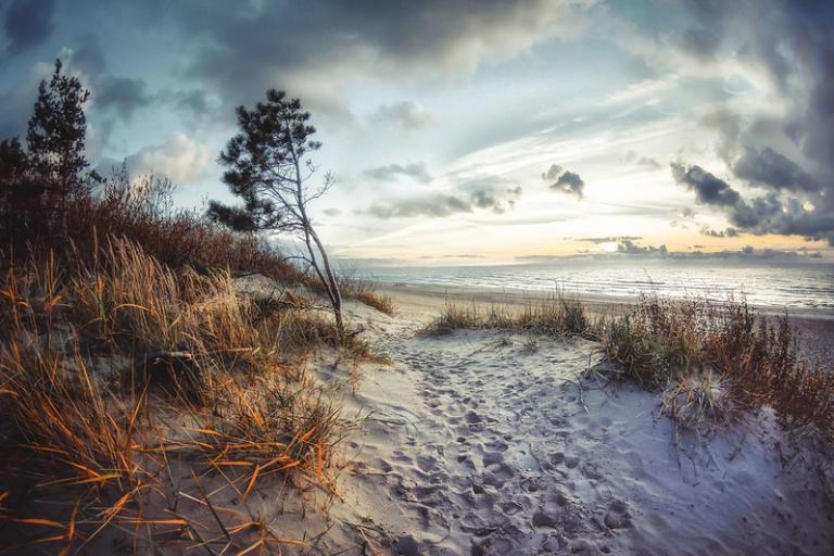 A sandy beach path lined with grass and small trees leads to the ocean under a cloudy sky at sunset.