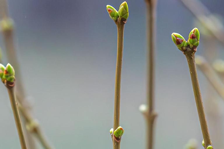 Close-up of several brown branches with small green buds beginning to sprout in a blurred background.