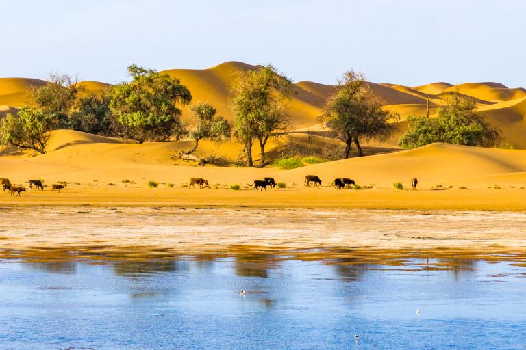 Camels walking near trees beside a reflective water body, with sand dunes in the background.