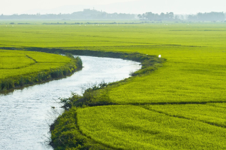 A narrow river winds through expansive green rice fields under a clear sky, with distant trees and hills on the horizon.