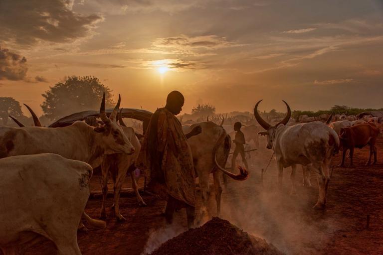A person stands among cattle under a dramatic sunset sky. The scene is dusty, and trees are silhouetted in the background.