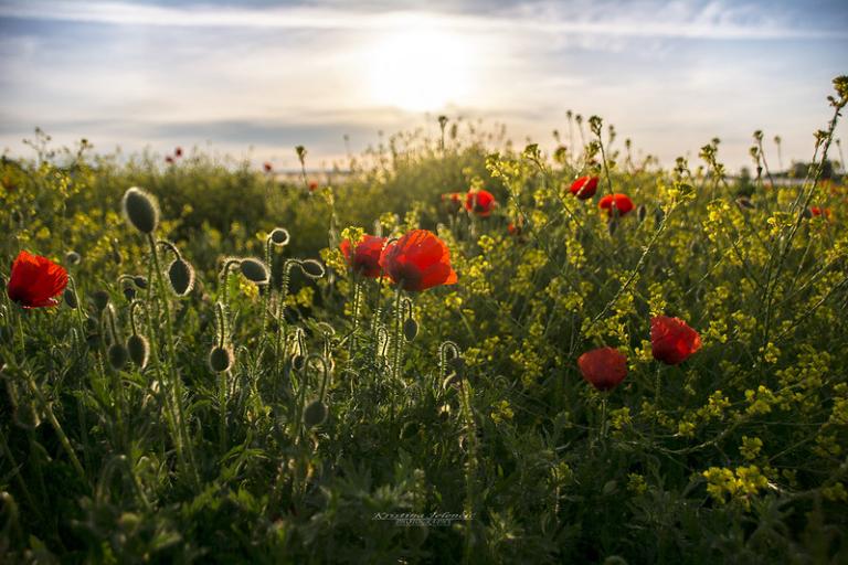 Red poppies and green wildflowers bloom in a sunlit field under a partly cloudy sky, with the sun low on the horizon.