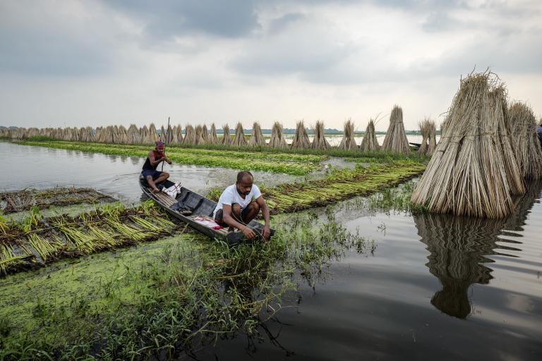 Two men in a small boat harvest aquatic plants in a flooded field, with bundles of dried plants stacked in rows along the water.