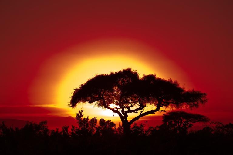 Un seul arbre se découpe sur un coucher de soleil rouge et orange vif, avec le soleil bas sur l'horizon et le feuillage visible au premier plan.