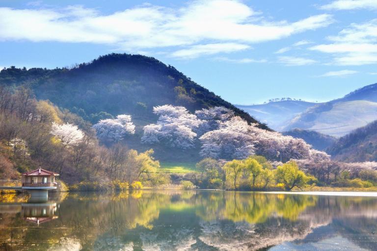 A calm lake reflects a hillside with blooming cherry trees and a small pavilion, under a partly cloudy sky.