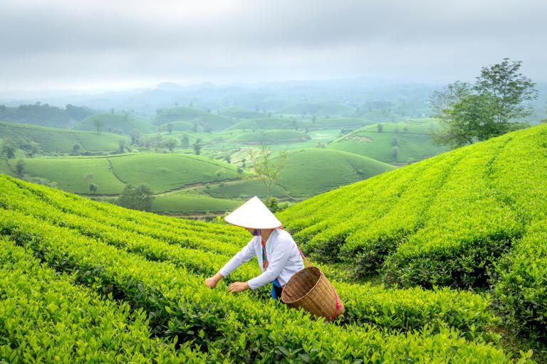 A person wearing a conical hat picks tea leaves on a lush green tea plantation with rolling hills in the background under a cloudy sky.