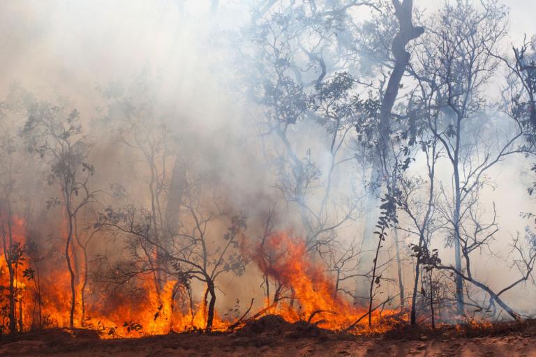 Wildfire burns through a forested area, with flames and thick smoke rising among trees and dry vegetation.