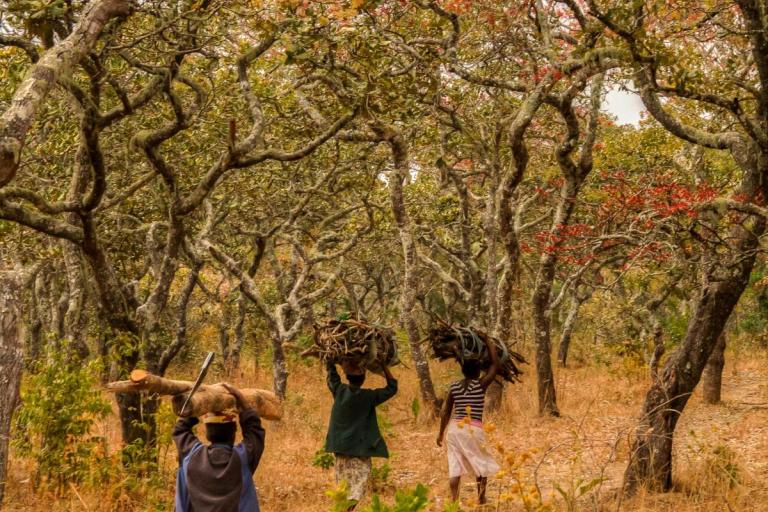 Three people walk through a dry forest carrying bundles of firewood on their heads along a dirt path surrounded by trees with sparse, reddish leaves.
