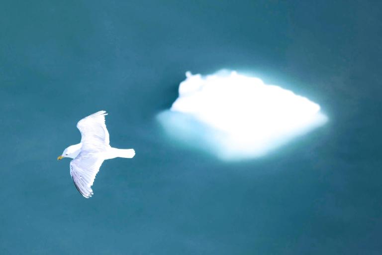 A seagull flies with wings spread above a blue-green body of water, with a small iceberg visible in the background.