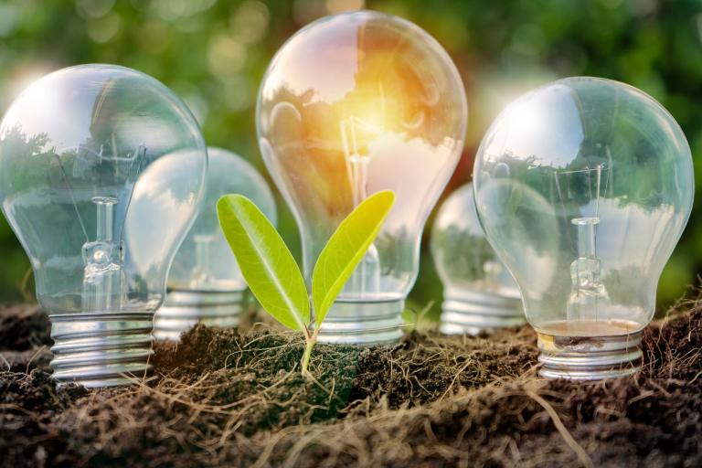 Four light bulbs and a green seedling are placed in soil outdoors, with sunlight shining through the background.