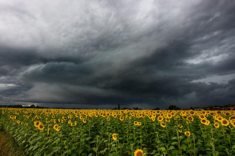 A large field of sunflowers under a dark, cloudy sky with an approaching storm.