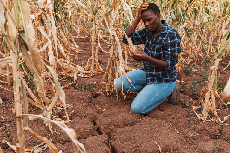 A person kneels on dry, cracked soil in a cornfield with wilting plants, examining the ground while holding their head in concern.