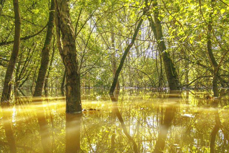 Sunlight filters through green trees in a forest with yellowish floodwater covering the ground.