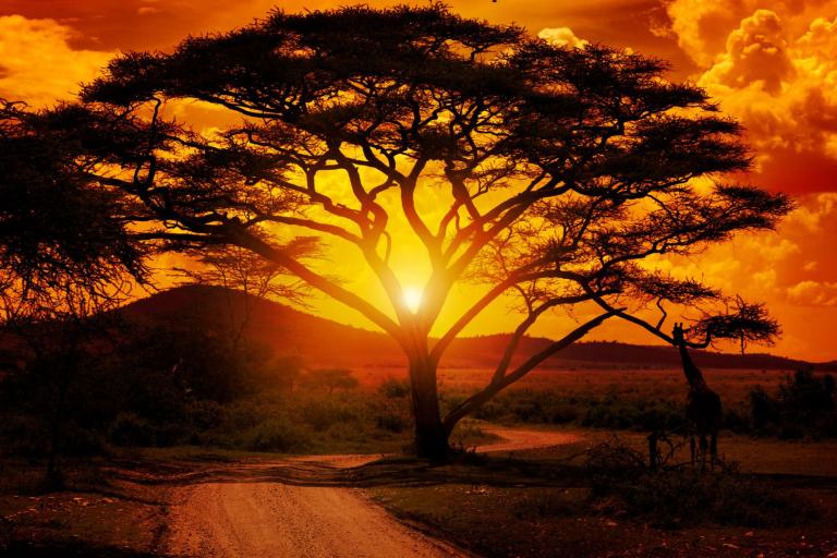 A large acacia tree stands in the savannah at sunset, with the sun shining through its branches and an orange sky overhead.