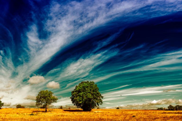 Two trees stand in a yellow field under a dramatic sky with sweeping clouds and deep blue tones.