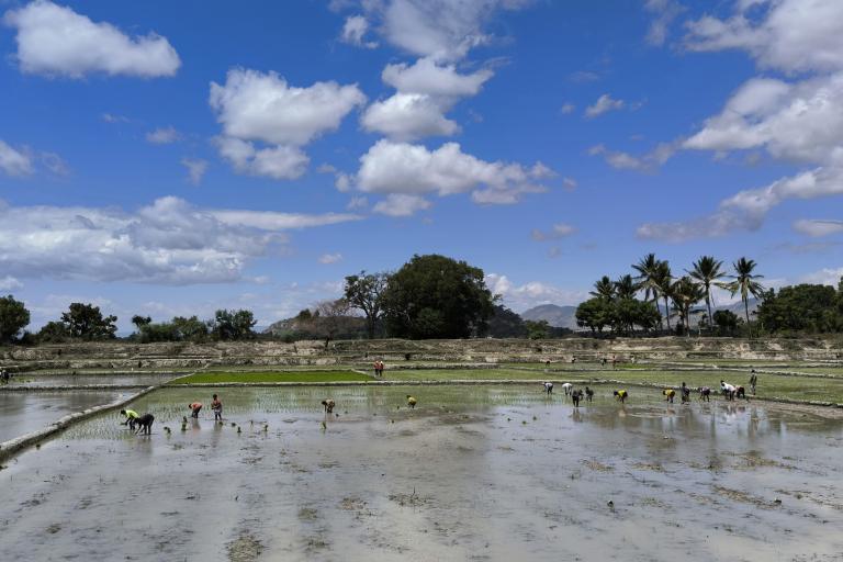 People working in a flooded rice paddy under a blue sky with scattered clouds.