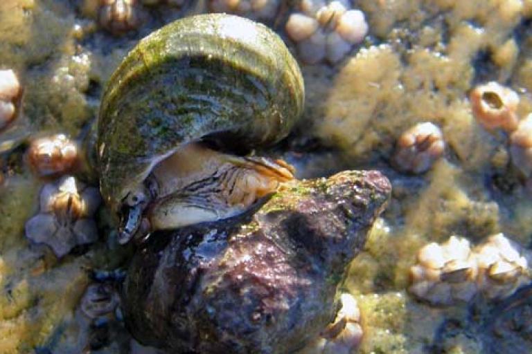Bulletin 1-2015, Ocean acidification © Susannah Anderson.jpg