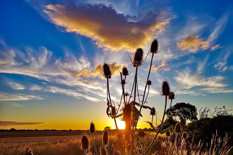 Photo Colin Scarr, United Kingdom. (August 2018)