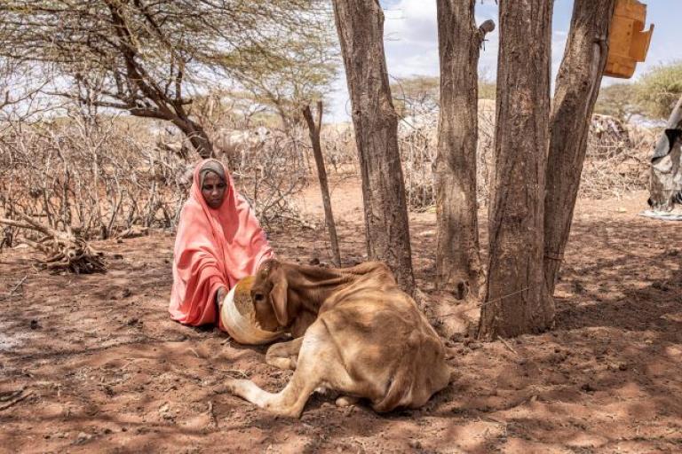 FAO: Drought in East Africa May 2022