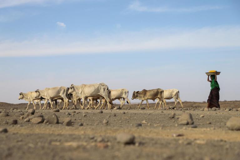 Drought grips Horn of Africa